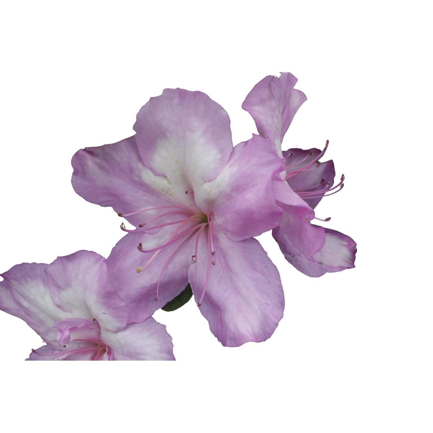 Azalea