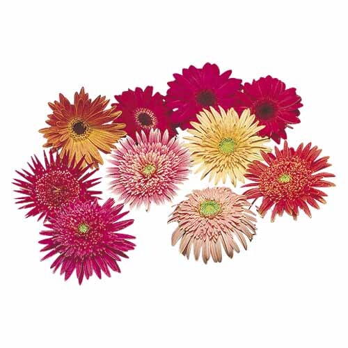 Gerbera Deep