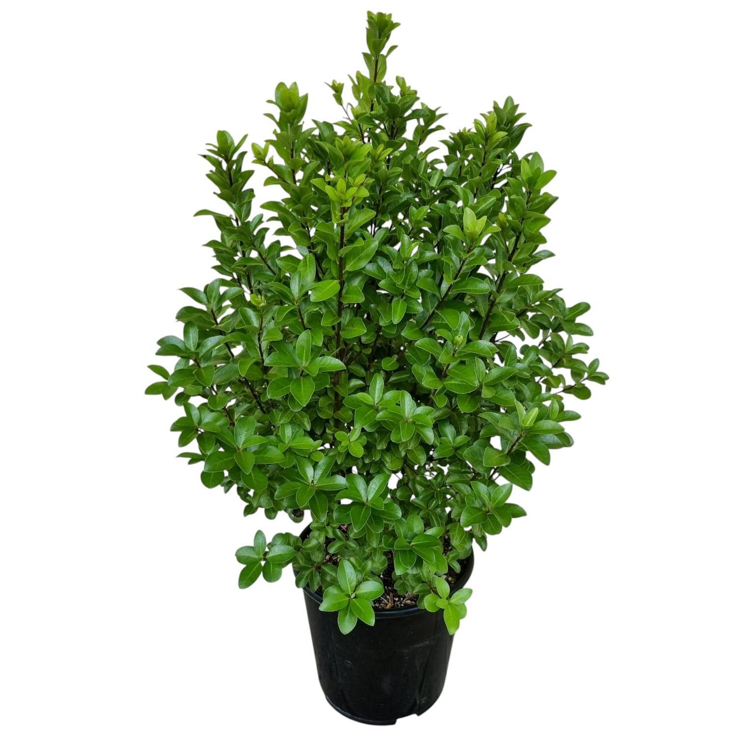 Pittosporum Irish Luck 6L