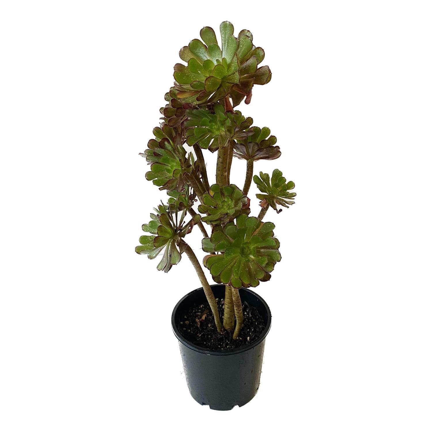Aeonium Atropurpureum 20cm