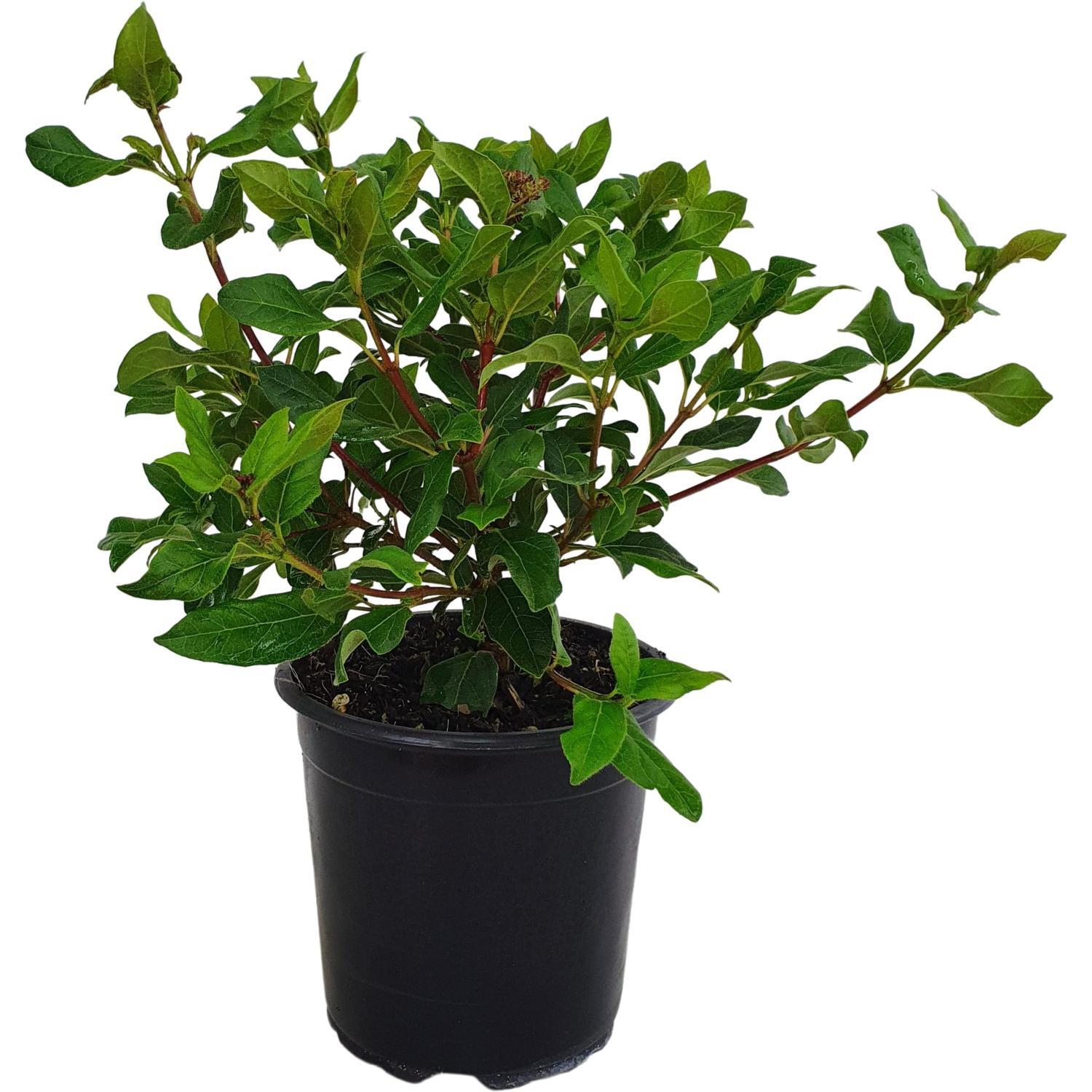 Viburnum Gwenllian