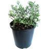 Westringia Mundi