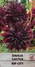 Dahlia Decorative 'Rip City"