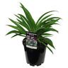 Arthropodium Te Puna 3.3L