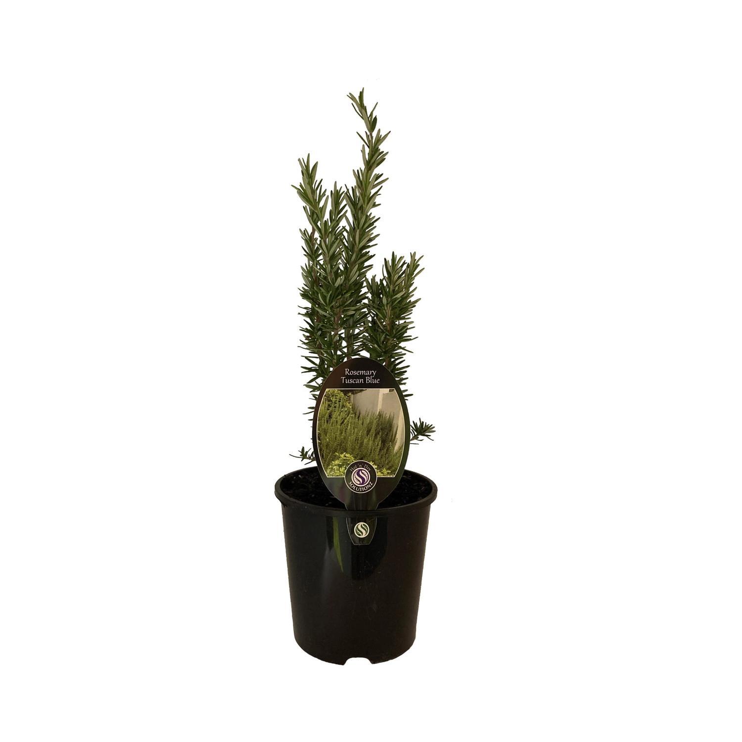 Rosemary Tuscan Blue