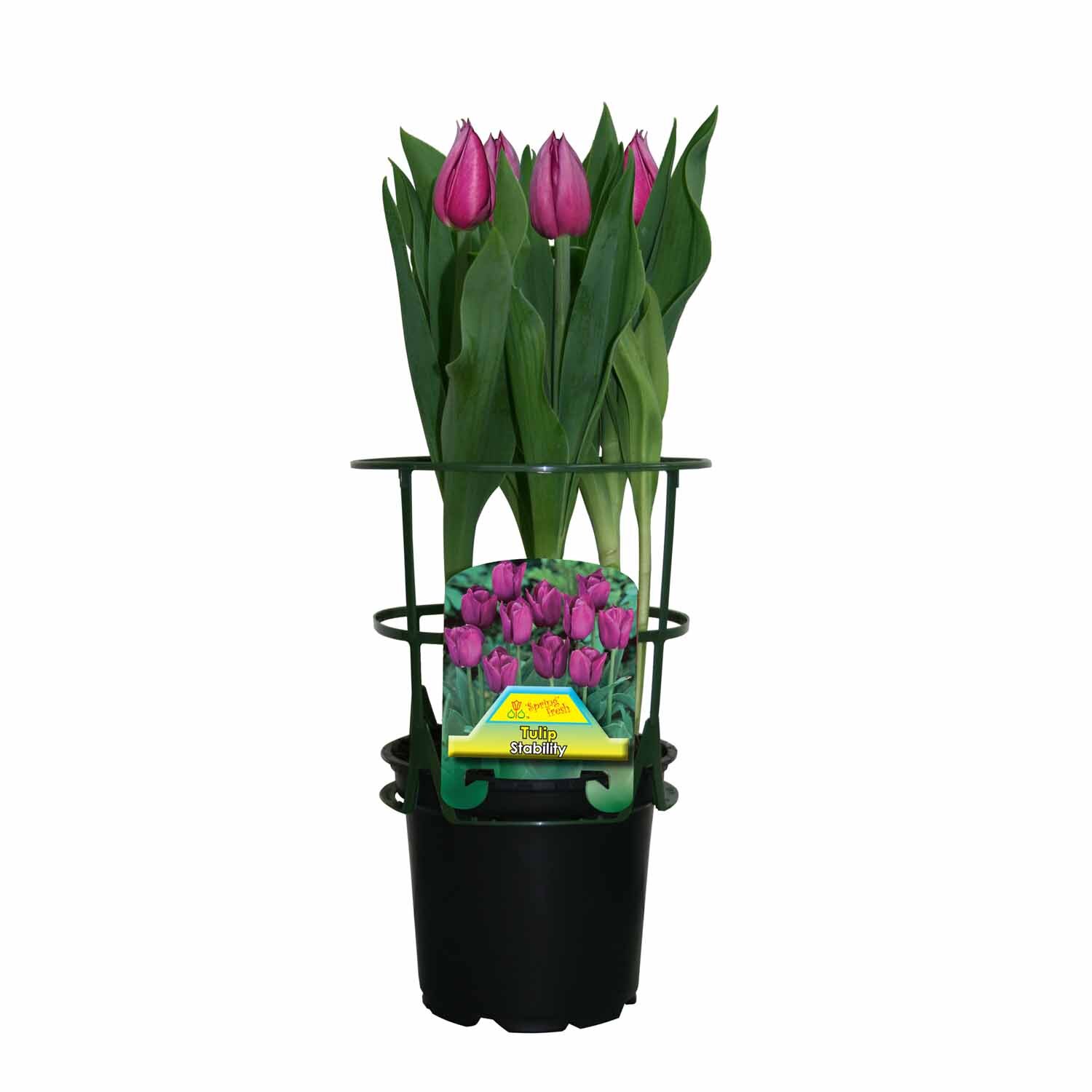 Potted Tulip 'Stability'