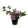 Azalea Autumn Royalty