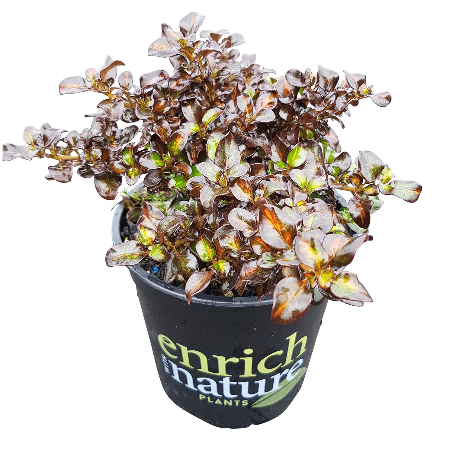 Coprosma Midnight Martini