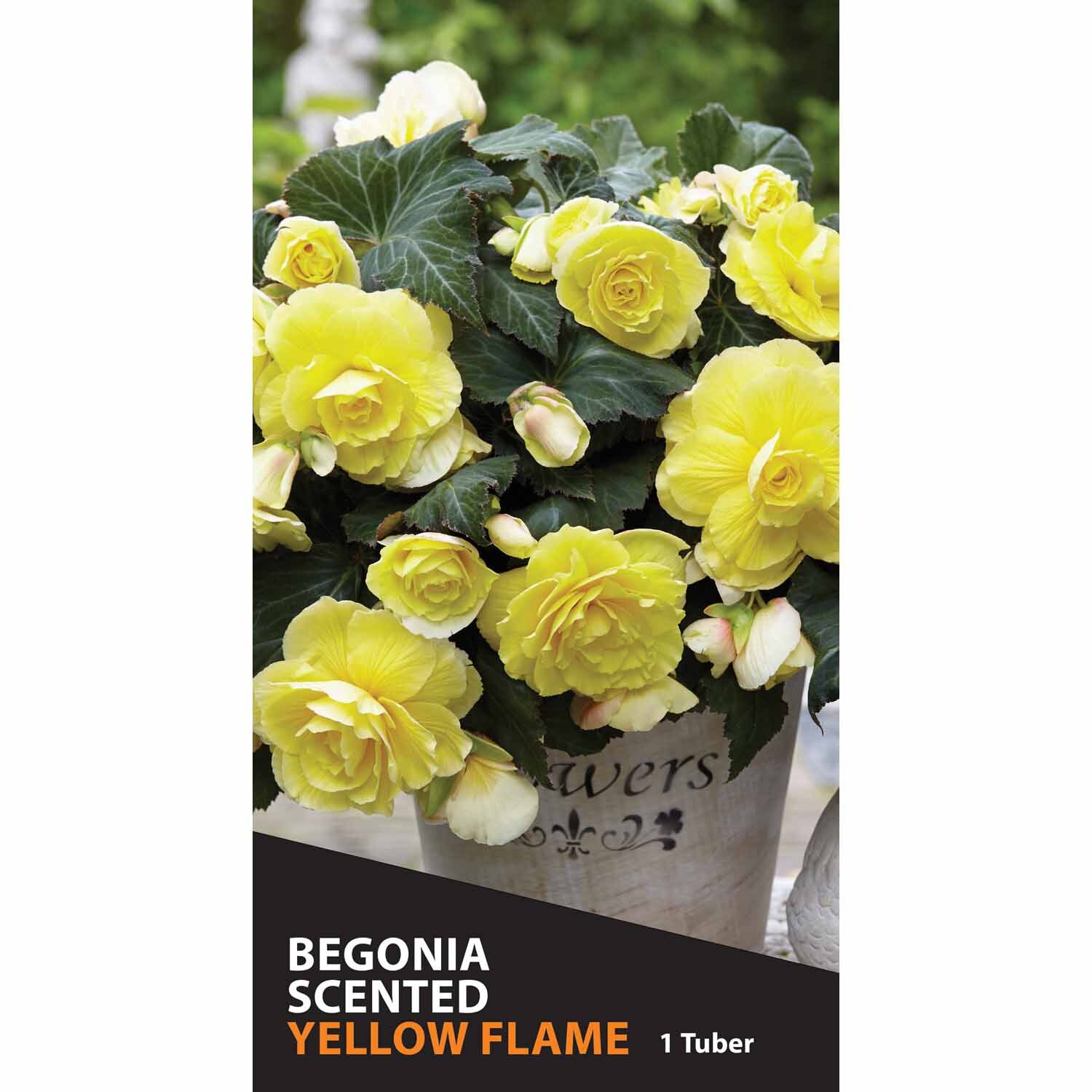 Begonia Fragrant 'Yellow Flame'