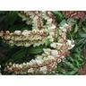 Pieris Mountain Fire