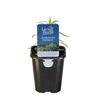 Tarragon French