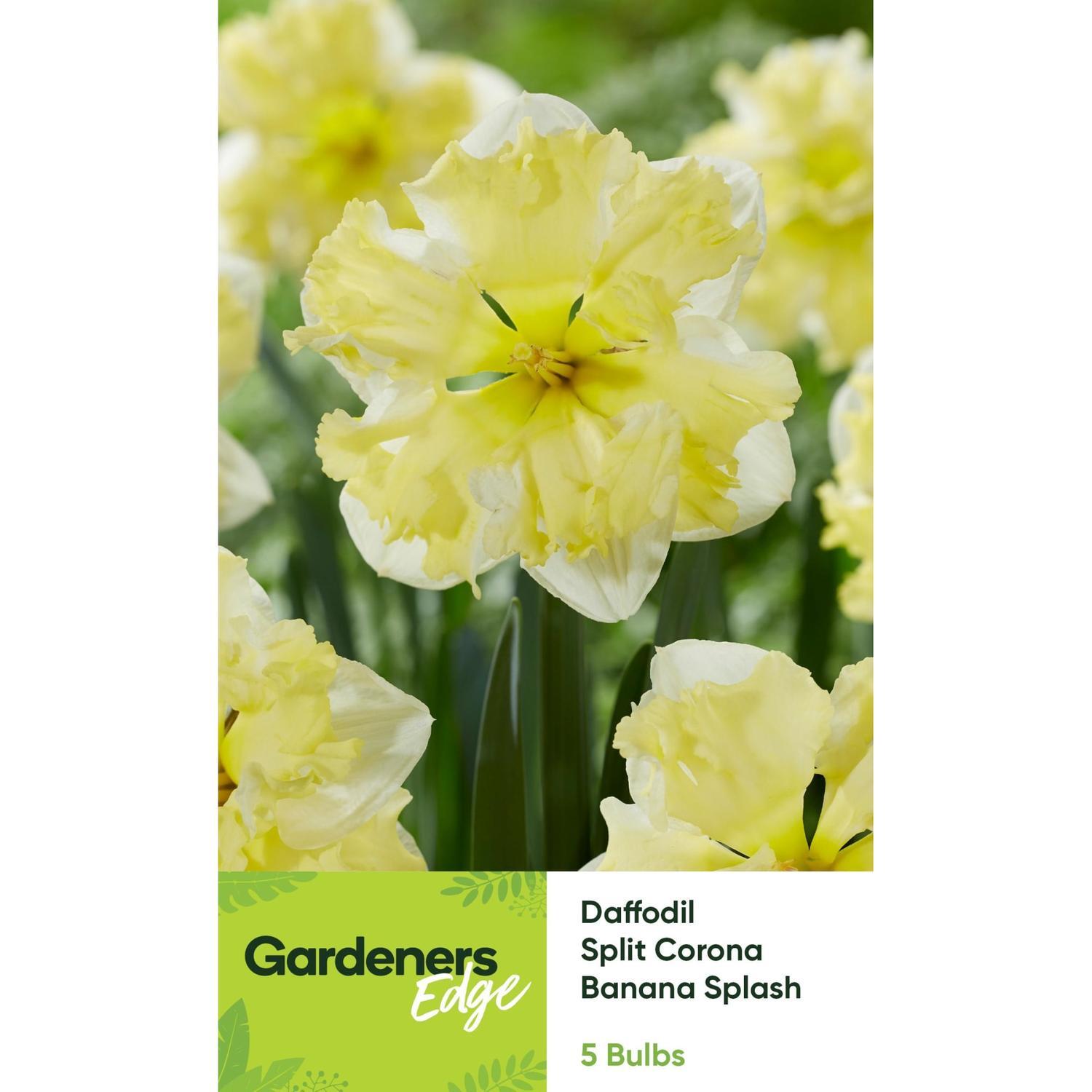 Daffodil Corona Banana Splash 5 Pack