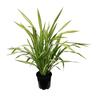 Phormium Yellow Wave