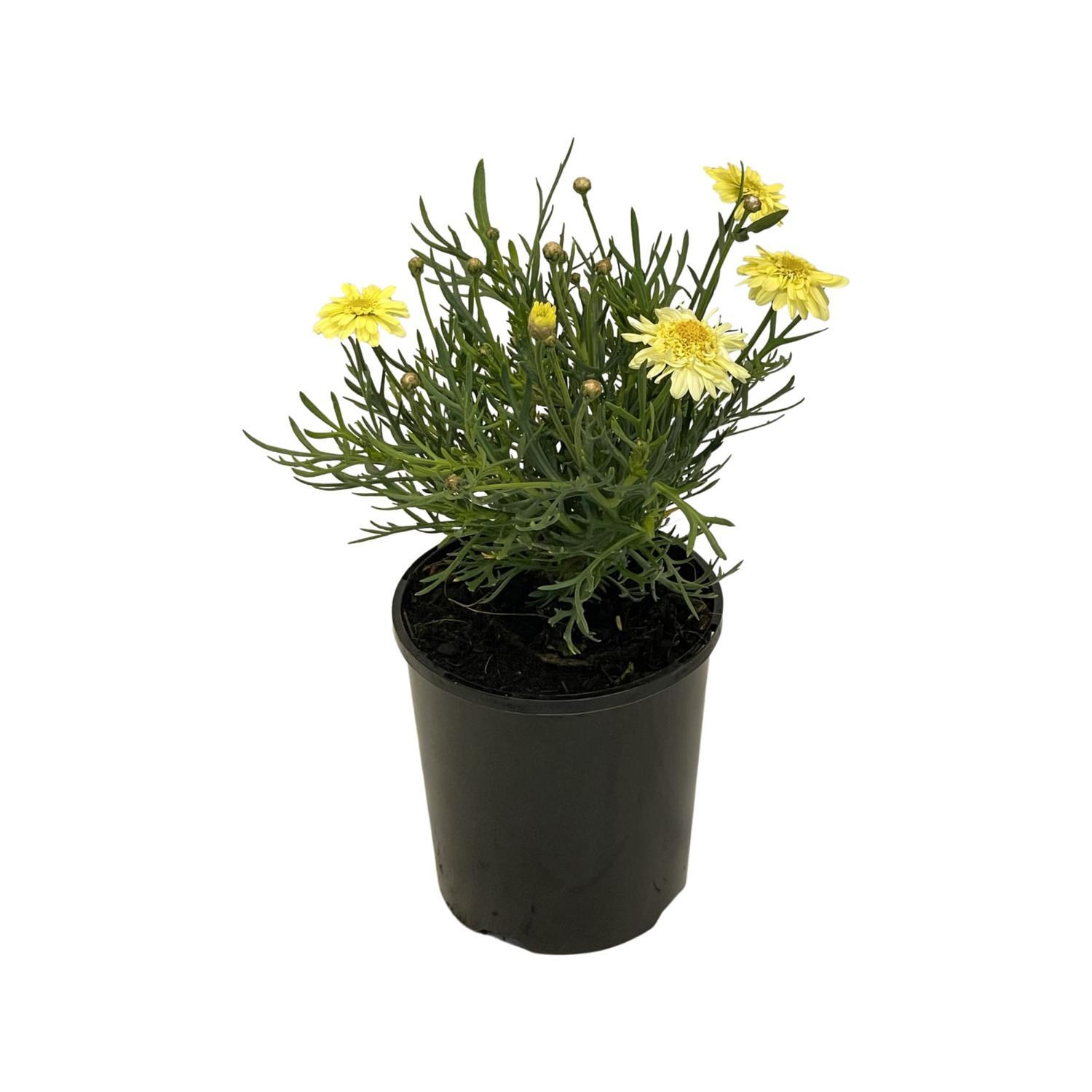 Argyranthemum  Maize