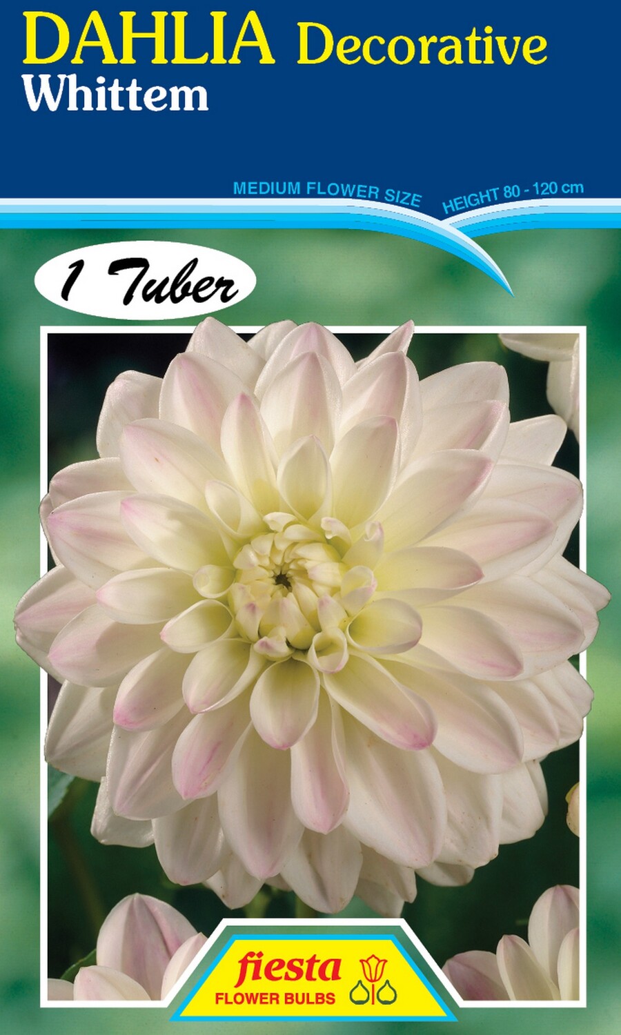 Dahlia Decorative Whittem 1 Pack