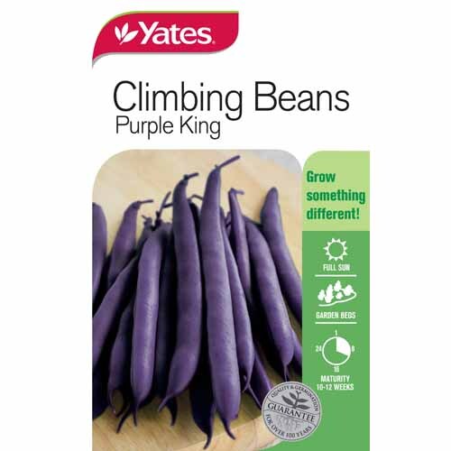 Beans Purple King Climbing