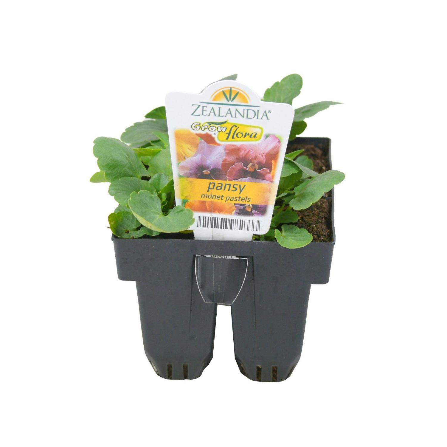Pansy Delta