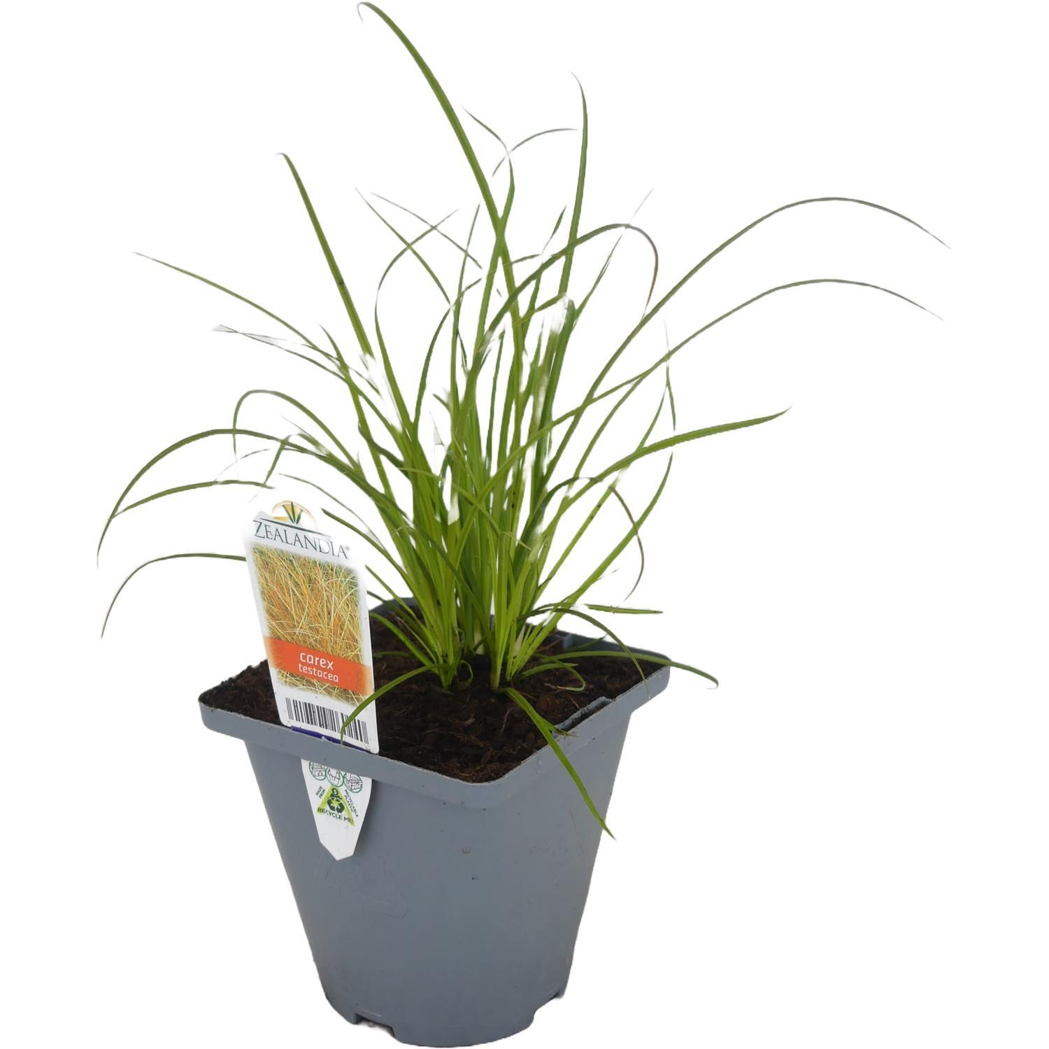 Carex Testacea