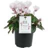 Cyclamen Absolu de Morel