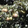 Pear Winter Cole
