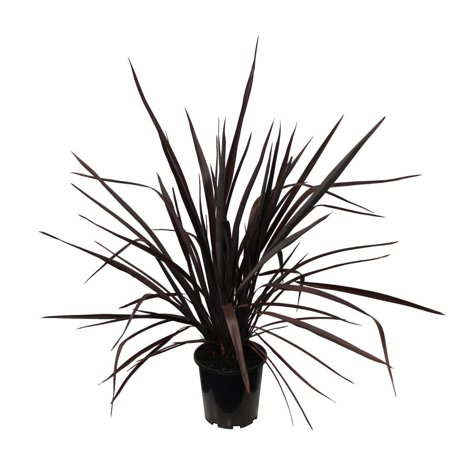 Phormium Dark Delight
