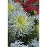 Dahlia Cactus 'White Star'