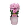 Gift Wrapped Hyacinth