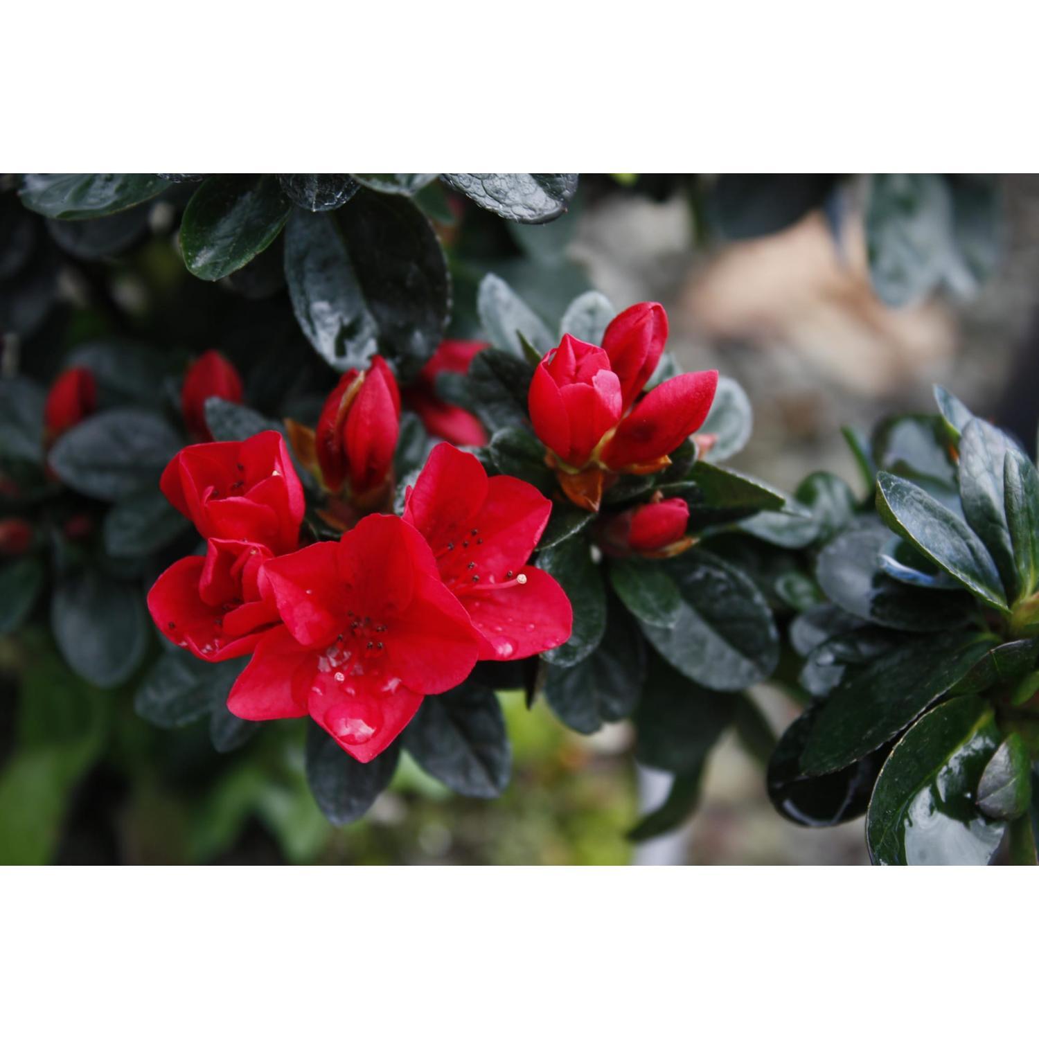 Azalea