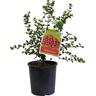 Chilean Guava 1.9 litre
