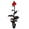 Canna 'Tropcianna Black'
