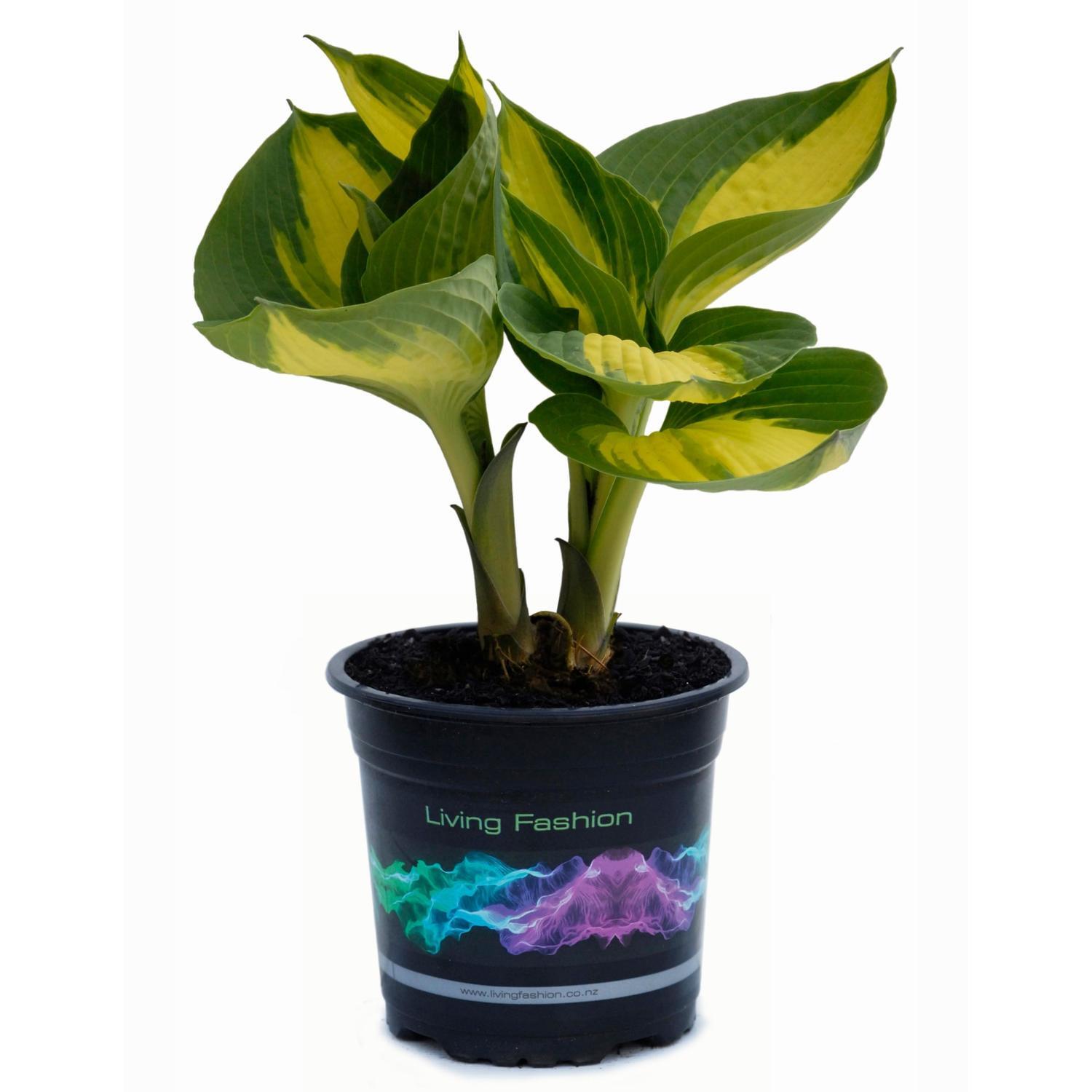 Hosta Hudson Bay