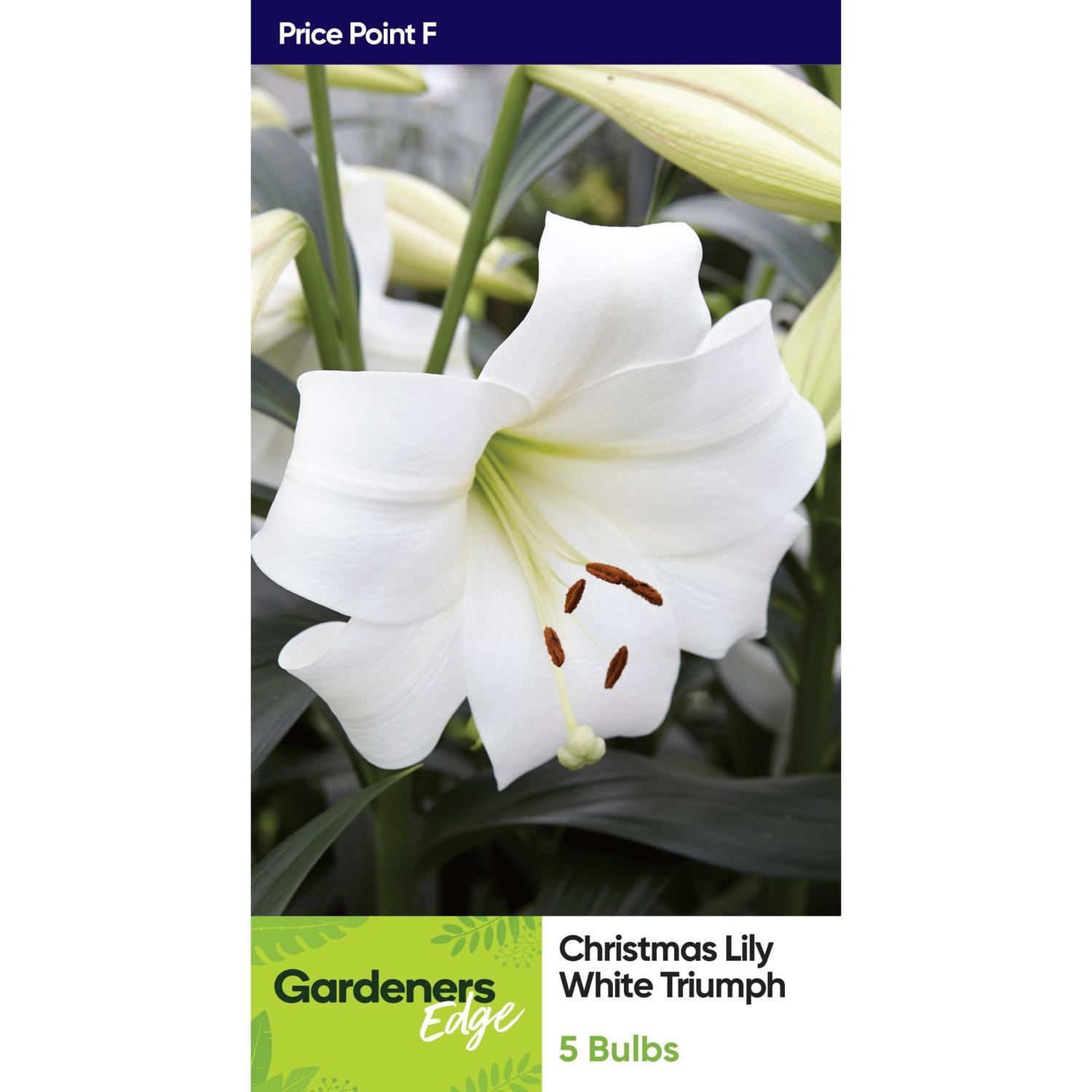Lily Longiflorum White Triumph 5 Pack