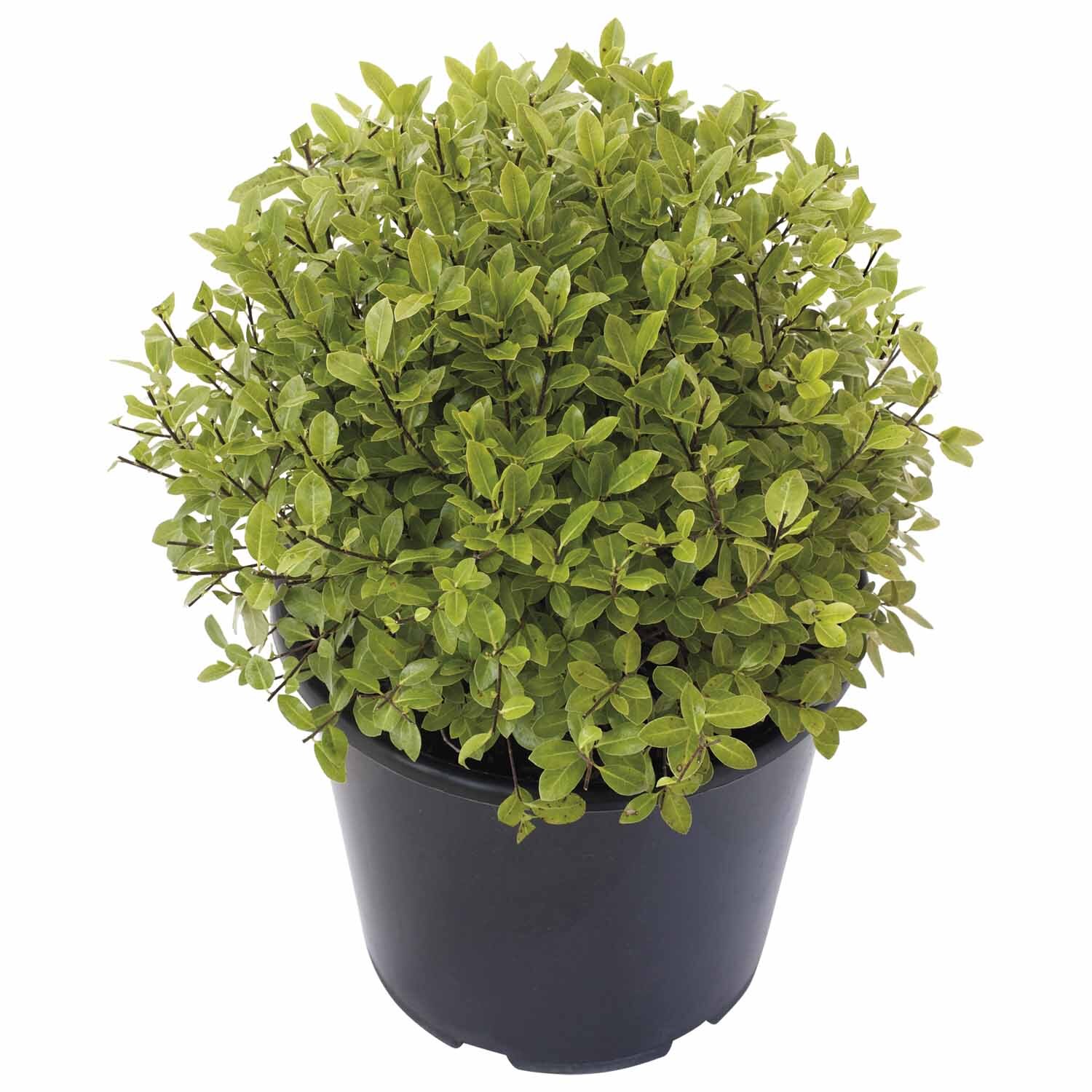 Pittosporum Gold Ball