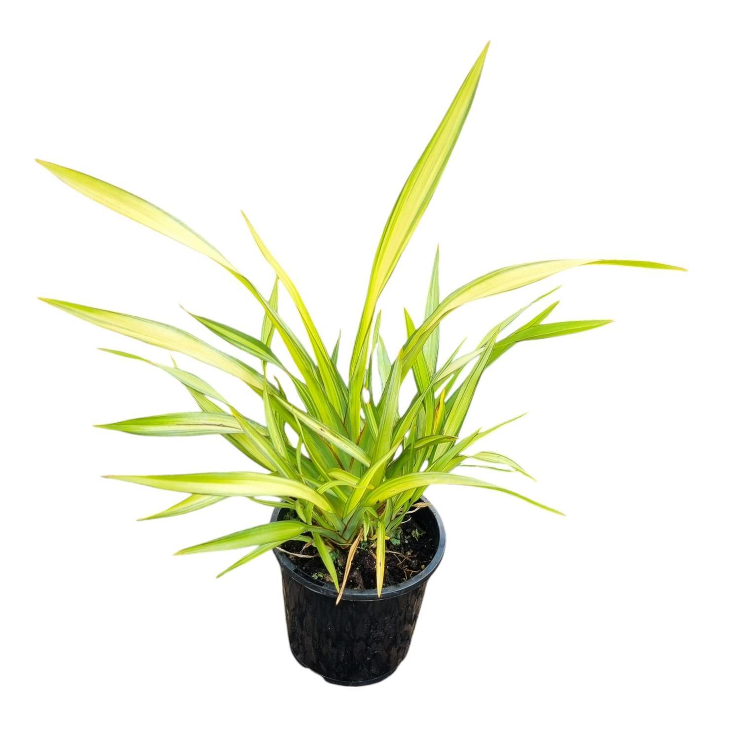 Phormium 'Flax' Yellow Wave 1.3L