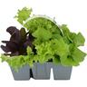 Salanova Lettuce