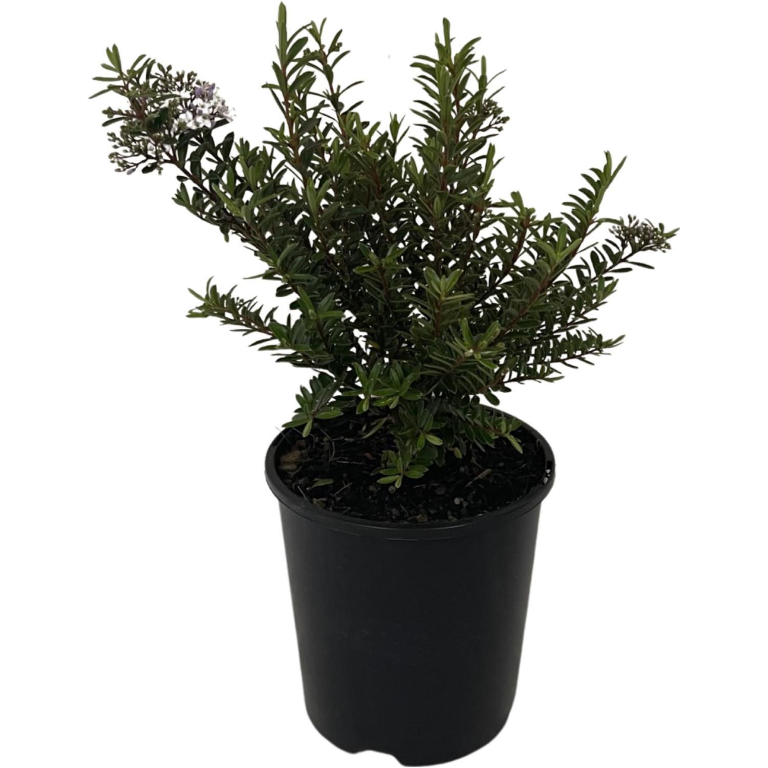 Hebe Diosmifolia