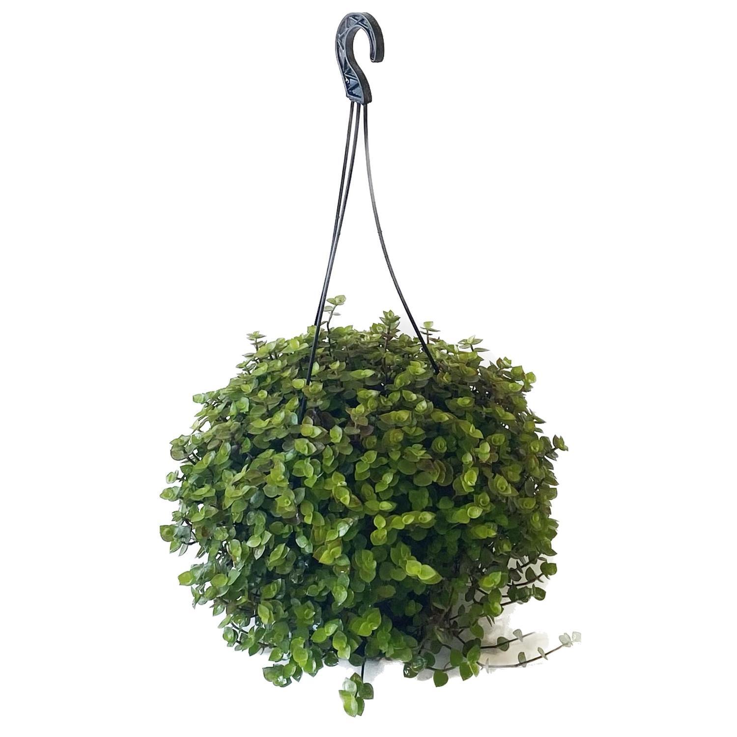 Calissia 'Bubbles' Basket 17.5cm