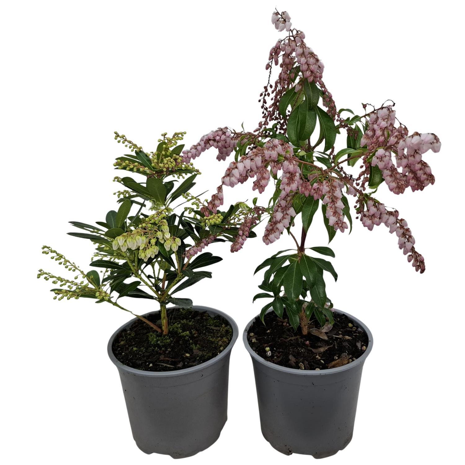 Pieris Assorted 1.5L
