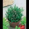 Thyme Pizza