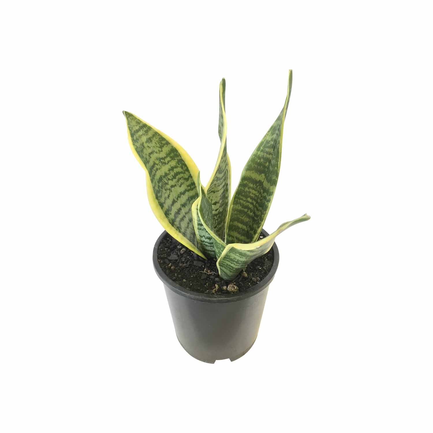 Sansevieria 'Snake Plant' Futuera 1.3 Litre