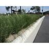 Lomandra Nyalla PVR