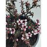 Leptospermum Kea