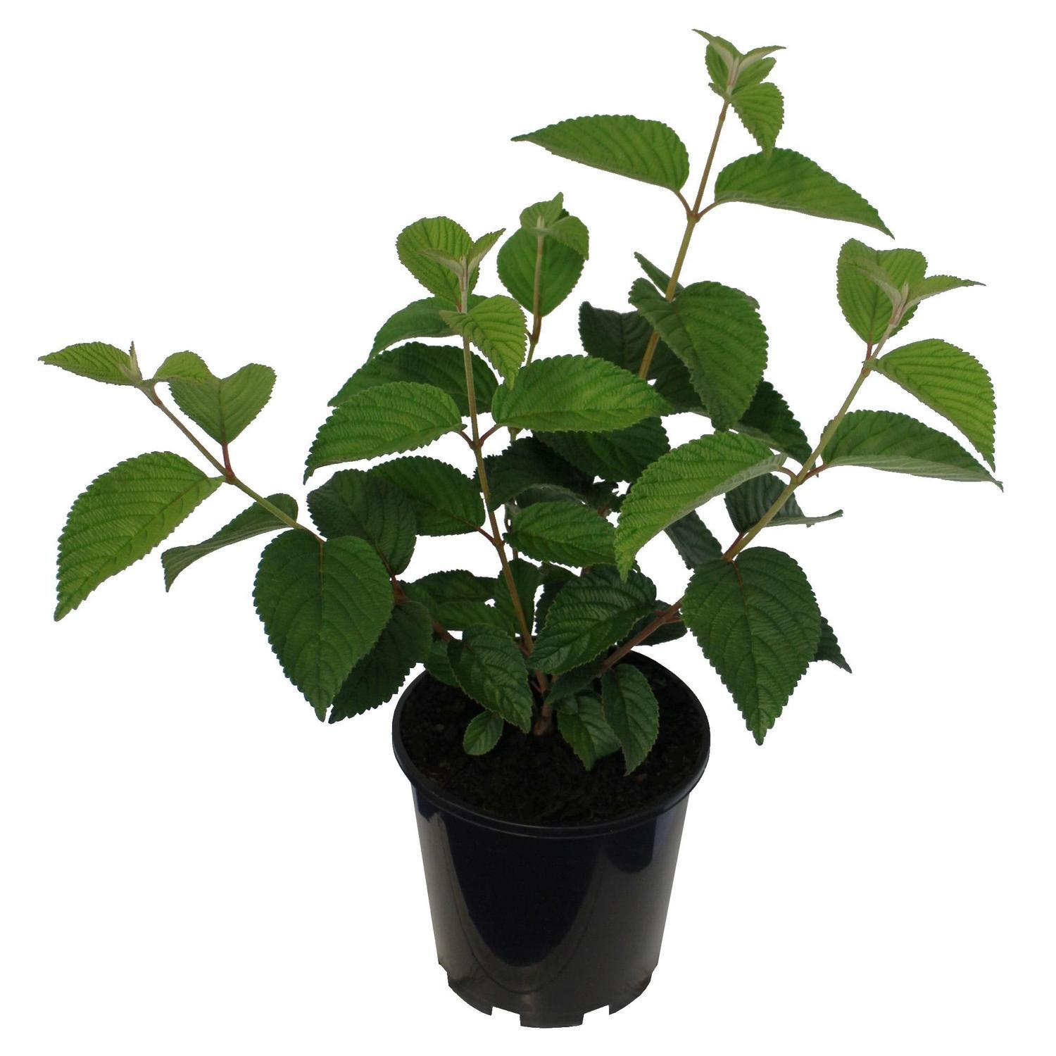 Viburnum p. Mariesii 3.3 litre