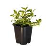 Mint Apple Veriegated