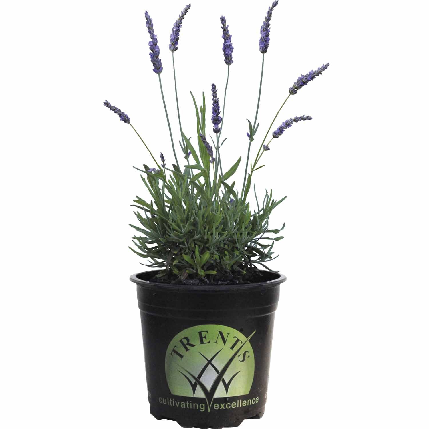 Lavender Grosso 14cm