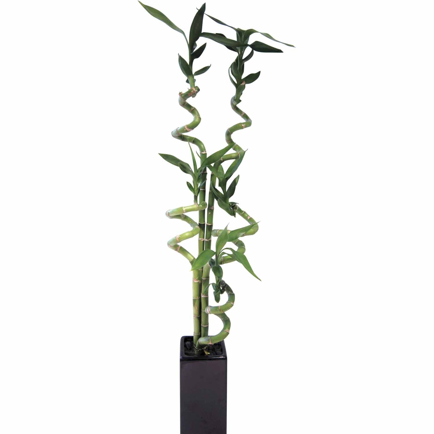 Lucky Bamboo Large
