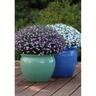Lobelia