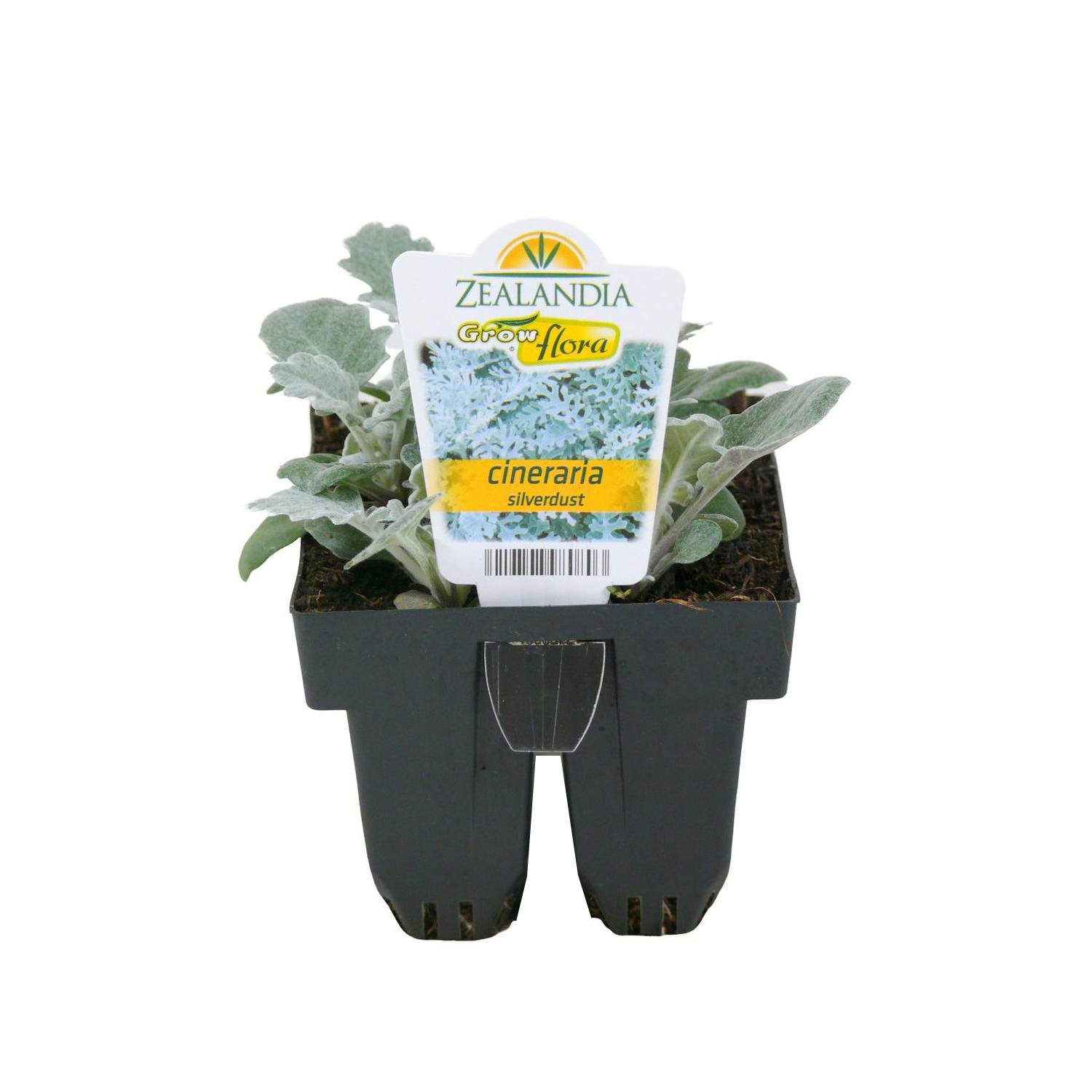 Cineraria Silverdust