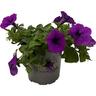 Petunia Durabloom