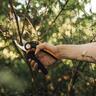 X-Series Bypass Pruner P921